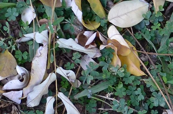 leaves on the ground texture